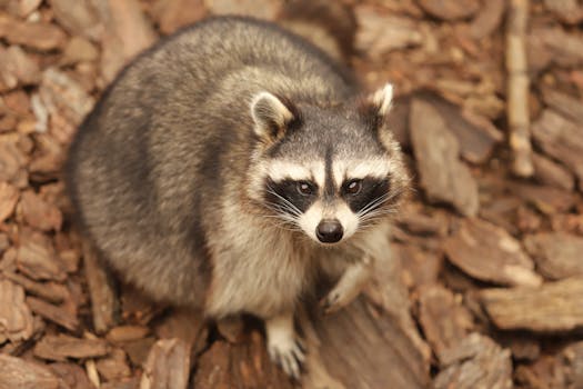 Vakuuslaina: Mitä Se On Ja Mihin Sitä Käytetään Casino- Ja Gambling-rahapeleissä