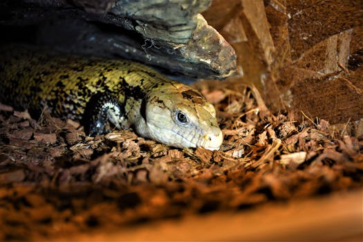 Kasinopeleihin Liittyvä Opas: For Kasino