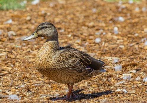 responsible-gambling