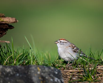 blackjack-table-game-pexels