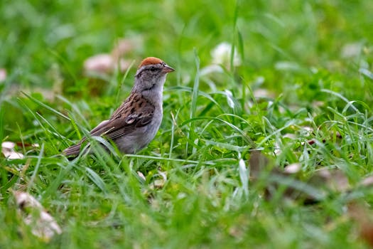 gambling coins and chips